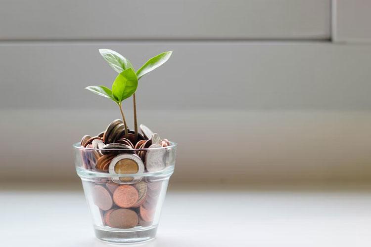 bowl containing money and plants